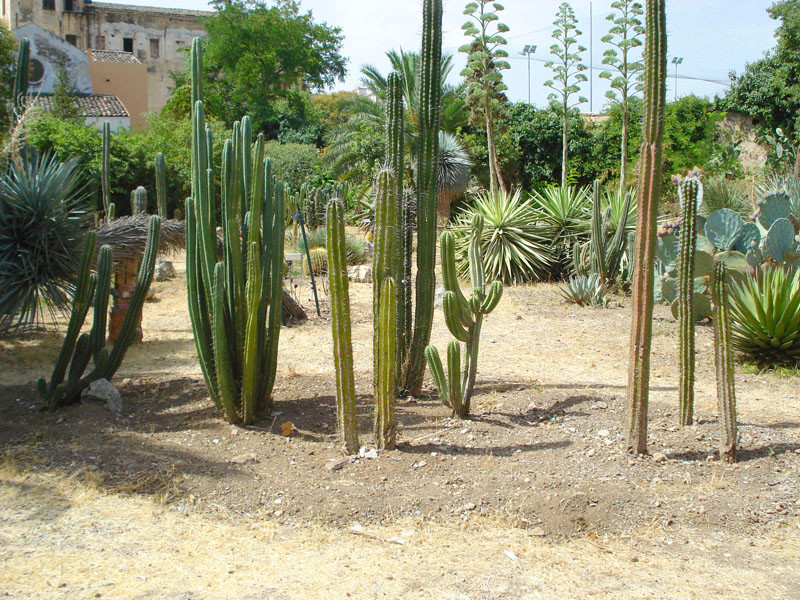 Il vivaio Ibervillea: il verde che aiuta la mente